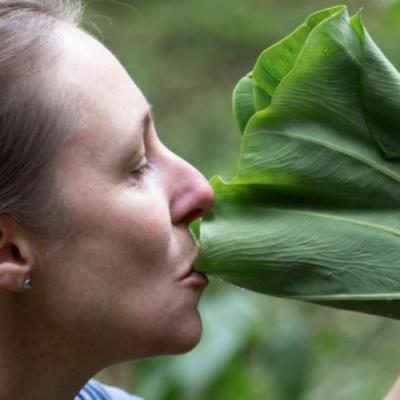 PANCS: conheças as Plantas Alimentícias Não Convencionais