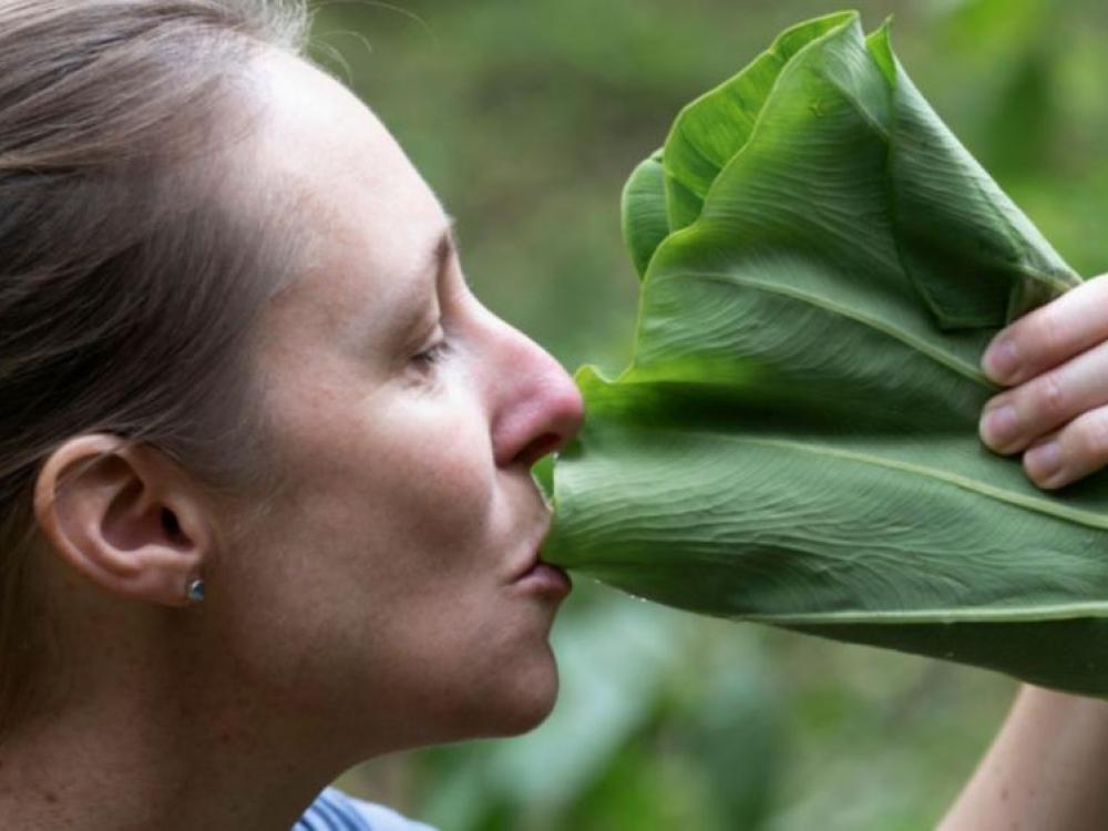PANCS: conheças as Plantas Alimentícias Não Convencionais