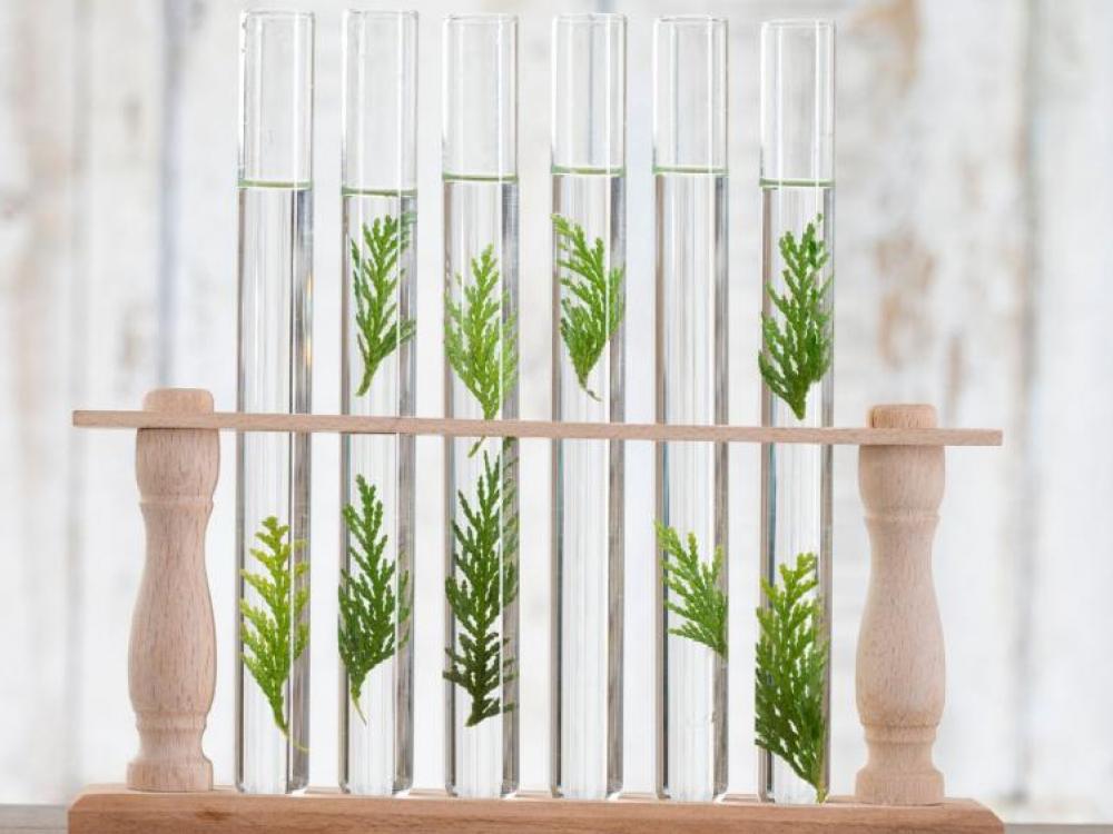 Os 5 princípios da Naturopatia 